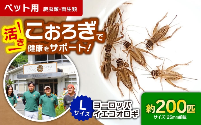 コオロギ 生餌 こおろぎ ペット用 爬虫類 エサ 餌 内子町コオロギ ペット 活き 昆虫 ヨーロッパイエコオロギ Lサイズ