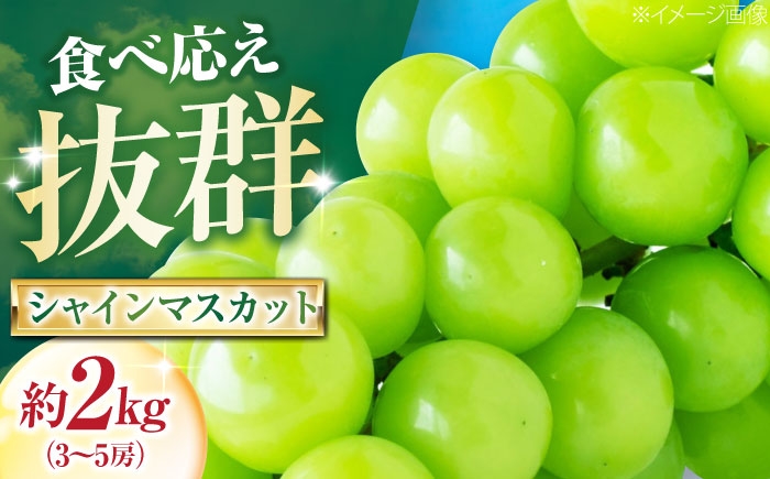 フルーツ 果物 くだもの 食品 人気 おすすめ 送料無料 シャインマスカット マスカット ますかっと ぶどう ブドウ 葡萄