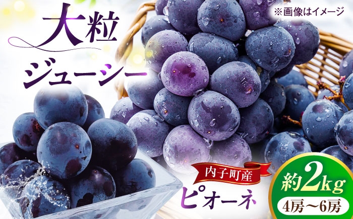ブドウ 美味しい ぶどう ピオーネ 大人気 葡萄 愛媛県 葡萄 新鮮 旬 フルーツ 果物 食品 葡萄 新鮮ぴおーね 種なし