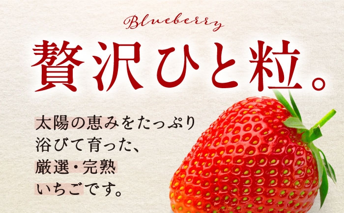 いちご イチゴ 苺 イチゴ詰め合わせ 紅ほっぺ あまえくぼ あまおとめ すず strawberry ichigo 果物 ふるーつ