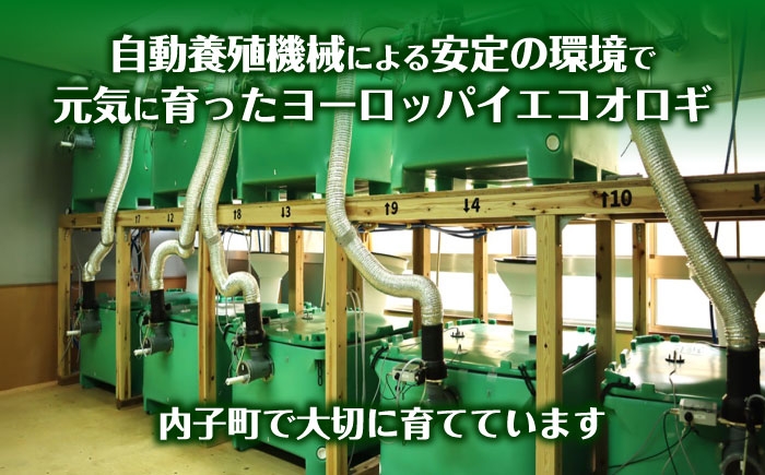コオロギ 生餌 こおろぎ ペット用 爬虫類 エサ 餌 内子町コオロギ ペット 活き 昆虫 ヨーロッパイエコオロギ Lサイズ
