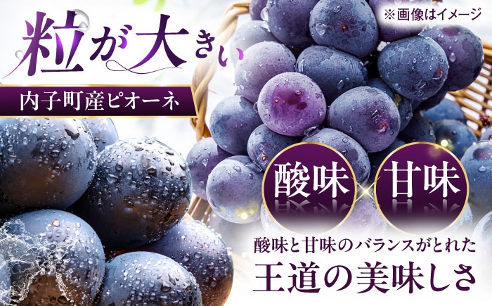 ブドウ 美味しい ぶどう ピオーネ 大人気 葡萄 愛媛県 葡萄 新鮮 旬 フルーツ 果物 食品 葡萄 新鮮ぴおーね 種なし