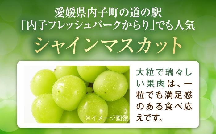 フルーツ 果物 くだもの 食品 人気 おすすめ 送料無料 シャインマスカット マスカット ますかっと ぶどう ブドウ 葡萄