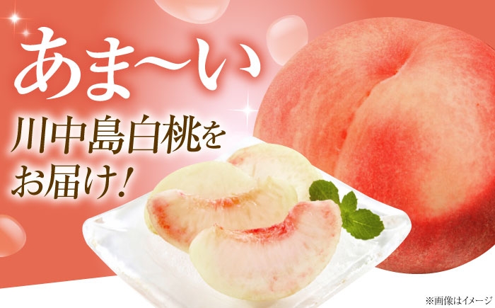 モモ 桃 フルーツ 果物 1箱 くだもの もも モモ 川中島白桃 かわなかじま 甘い ジューシー 大玉 旬 夏 産地直送 愛媛