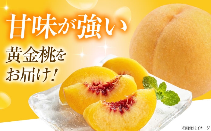 桃 もも 黄桃 フルーツ 果物 くだもの 季節のフルーツ 桃 モモ もも 黄金桃 おうごんとう 黄桃 甘い ジューシー 旬 夏