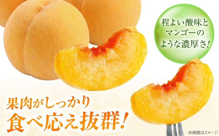 桃 もも 黄桃 フルーツ 果物 くだもの 季節のフルーツ 桃 モモ もも 黄金桃 おうごんとう 黄桃 甘い ジューシー 旬 夏