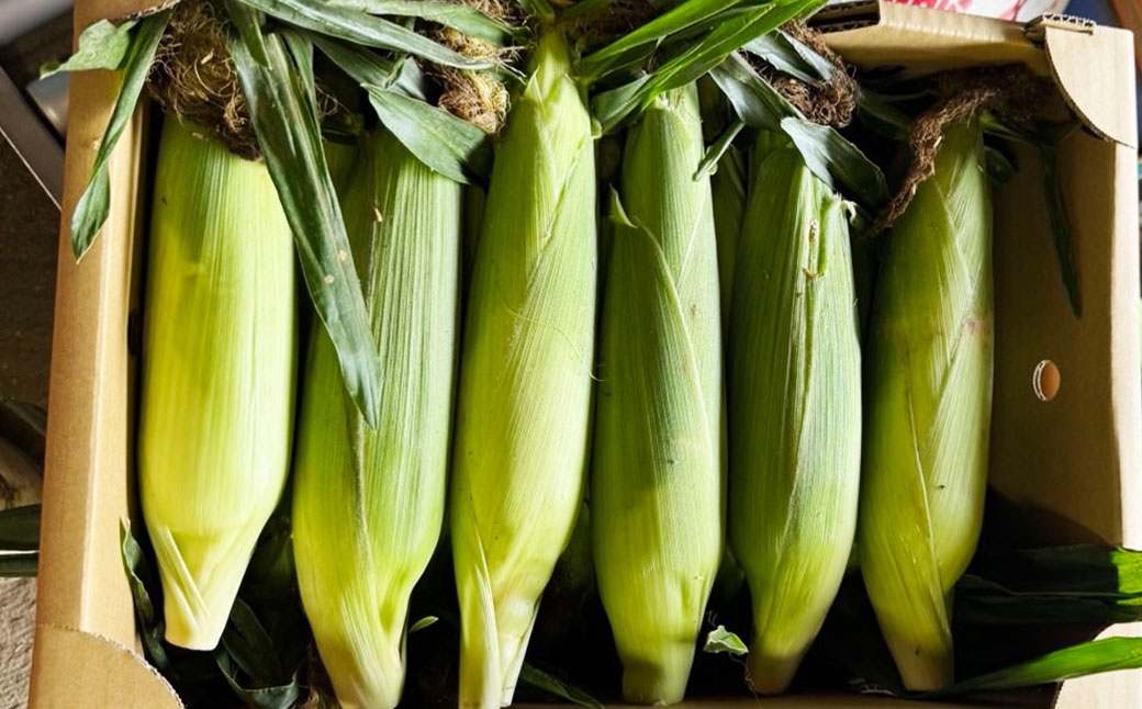 ドルチェドリーム スイートコーン 1箱 10本入り