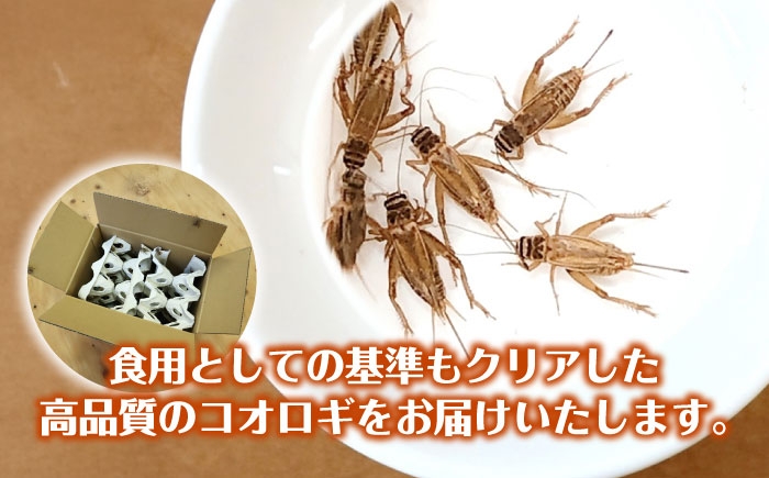 コオロギ 生餌 こおろぎ ペット用 爬虫類 エサ 餌 内子町コオロギ ペット 活き 昆虫 ヨーロッパイエコオロギ Lサイズ
