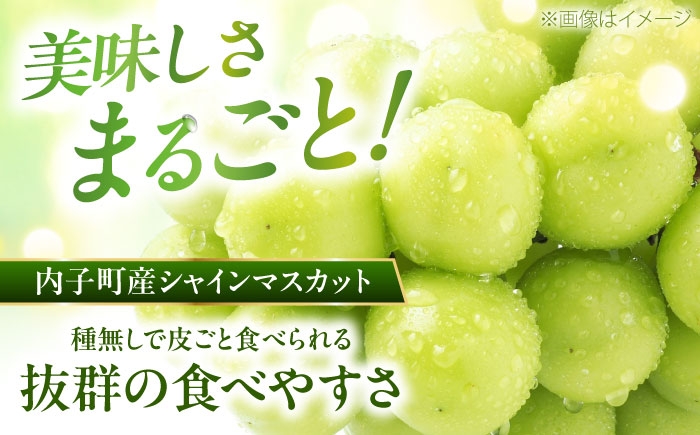 シャインマスカット 大人気 愛媛県 美味しい 人気 皮ごと 葡萄 ブドウ 愛媛県産 内子町産 新鮮 旬 フルーツ 果物