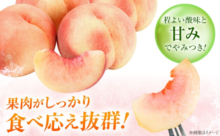 フルーツ 果物 くだもの 食品 人気 おすすめ 送料無料 桃 もも あかつき桃 モモ 季節のフルーツ 桃 モモ もも あかつき