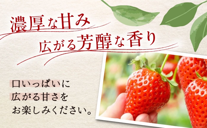 いちご イチゴ 苺 イチゴ詰め合わせ 紅ほっぺ あまえくぼ あまおとめ すず strawberry ichigo 果物 ふるーつ
