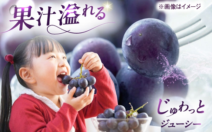 ブドウ 美味しい ぶどう ピオーネ 大人気 葡萄 愛媛県 葡萄 新鮮 旬 フルーツ 果物 食品 葡萄 新鮮ぴおーね 種なし