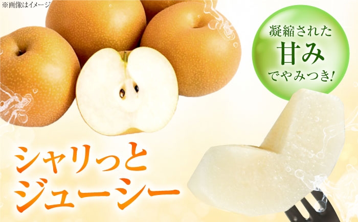 フルーツ 果物 くだもの 食品 人気 おすすめ 送料無料 梨 なし 豊水梨 ほうすいなし 梨 ナシ なし 豊水 ほうすい