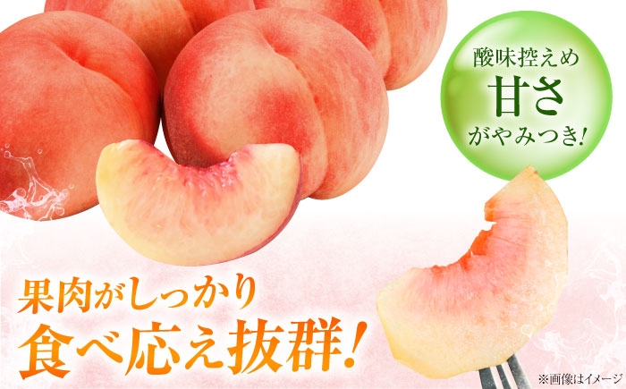 モモ 桃 フルーツ 果物 1箱 くだもの もも モモ 川中島白桃 かわなかじま 甘い ジューシー 大玉 旬 夏 産地直送 愛媛