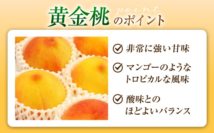 桃 もも 黄桃 フルーツ 果物 くだもの 季節のフルーツ 桃 モモ もも 黄金桃 おうごんとう 黄桃 甘い ジューシー 旬 夏