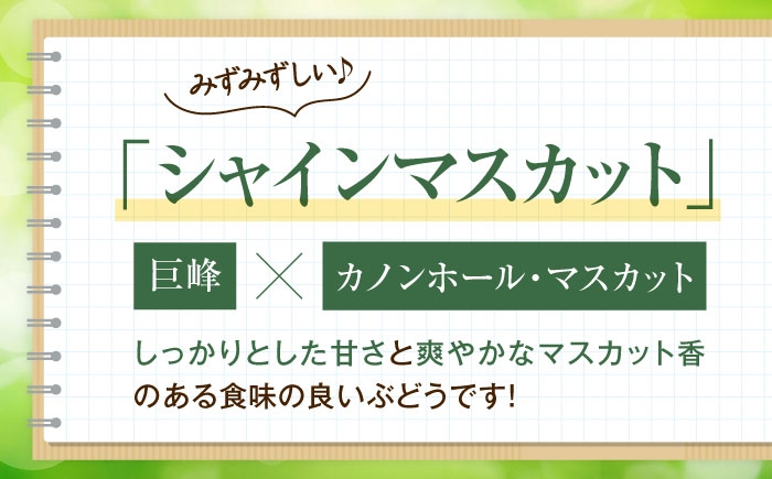 フルーツ 果物 くだもの 食品 人気 おすすめ 送料無料 シャインマスカット マスカット ますかっと ぶどう ブドウ 葡萄