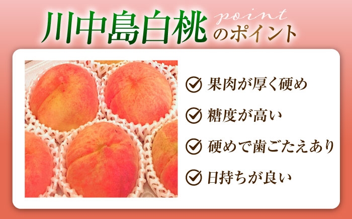 モモ 桃 フルーツ 果物 1箱 くだもの もも モモ 川中島白桃 かわなかじま 甘い ジューシー 大玉 旬 夏 大容量