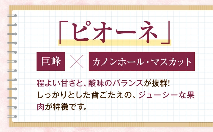 フルーツ 果物 くだもの 食品 人気 おすすめ 送料無料 ピオーネ 葡萄 ブドウ 種無し たねなし ぶどう ブドウ 葡萄