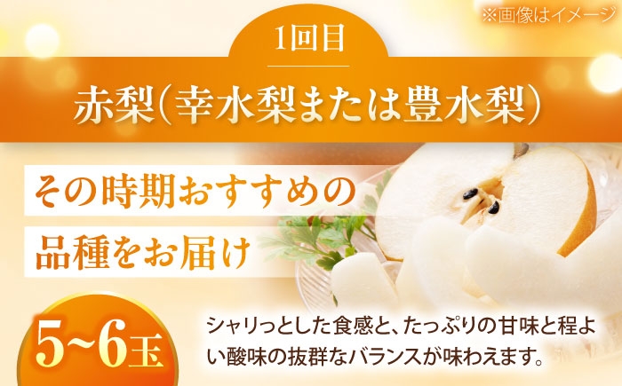 かき カキ ブドウ 葡萄 梨 なし ナシ 和梨 果物 フルーツ 国産 産地直送梨 ナシ なし 定期便 かき カキ 柿 ぶどう