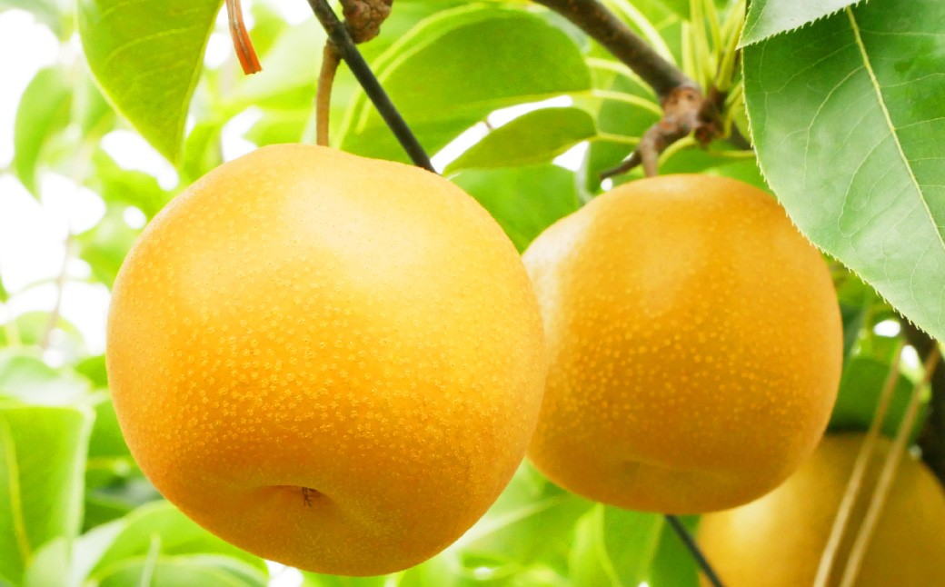 熊本名産 ジャンボ新高梨