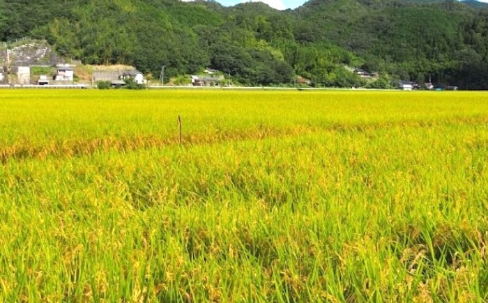 米 もち麦 ごはん 愛媛県産 お米 パックご飯 パックご飯 レトルト ご飯 白米 もちもち にこまる 愛媛 内子町 国産