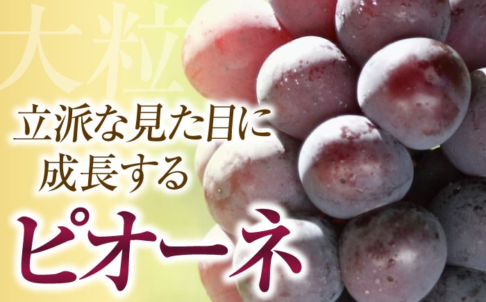 フルーツ 果物 くだもの 食品 人気 おすすめ 送料無料 ピオーネ 葡萄 ブドウ 種無し たねなし ぶどう ブドウ 葡萄