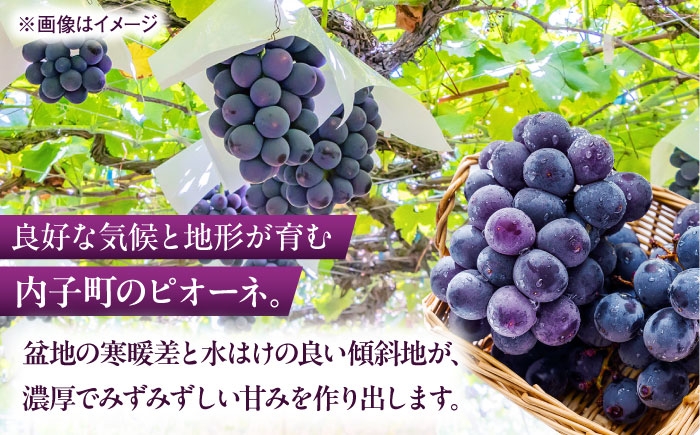 ブドウ 美味しい ぶどう ピオーネ 大人気 葡萄 愛媛県 葡萄 新鮮 旬 フルーツ 果物 食品 葡萄 新鮮ぴおーね 種なし