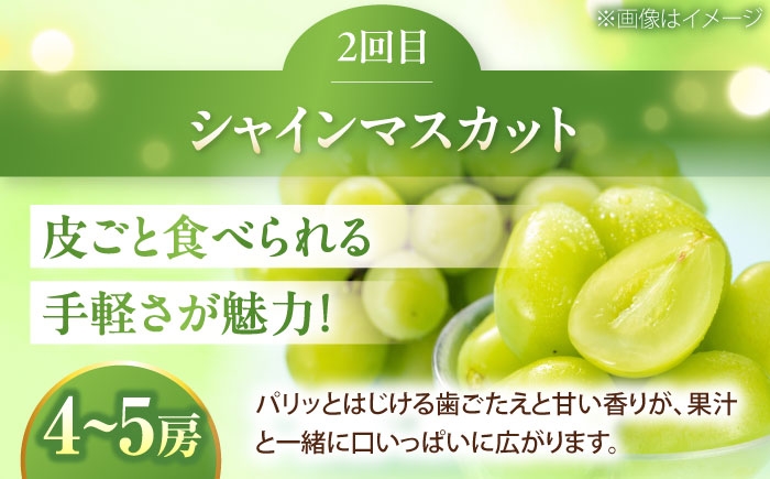かき カキ ブドウ 葡萄 梨 なし ナシ 和梨 果物 フルーツ 国産 産地直送梨 ナシ なし 定期便 かき カキ 柿 ぶどう