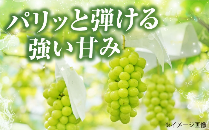 フルーツ 果物 くだもの 食品 人気 おすすめ 送料無料 シャインマスカット マスカット ますかっと ぶどう ブドウ 葡萄
