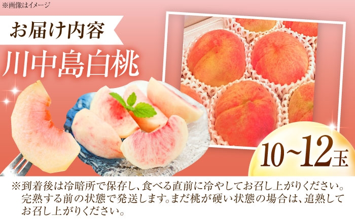 モモ 桃 フルーツ 果物 1箱 くだもの もも モモ 川中島白桃 かわなかじま 甘い ジューシー 大玉 旬 夏 大容量