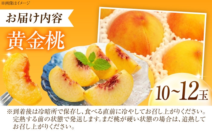 桃 もも 黄桃 フルーツ 果物 くだもの 季節のフルーツ 桃 モモ もも 黄金桃 おうごんとう 黄桃 甘い ジューシー 旬 夏