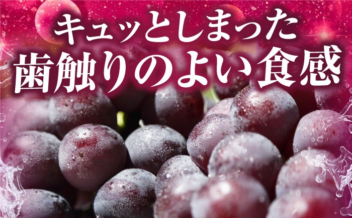 フルーツ 果物 くだもの 食品 人気 おすすめ 送料無料 ピオーネ 葡萄 ブドウ 種無し たねなし ぶどう ブドウ 葡萄