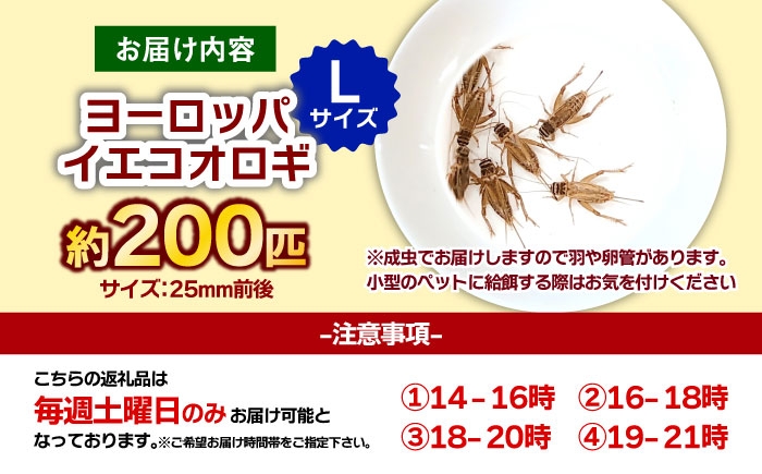 コオロギ 生餌 こおろぎ ペット用 爬虫類 エサ 餌 内子町コオロギ ペット 活き 昆虫 ヨーロッパイエコオロギ Lサイズ