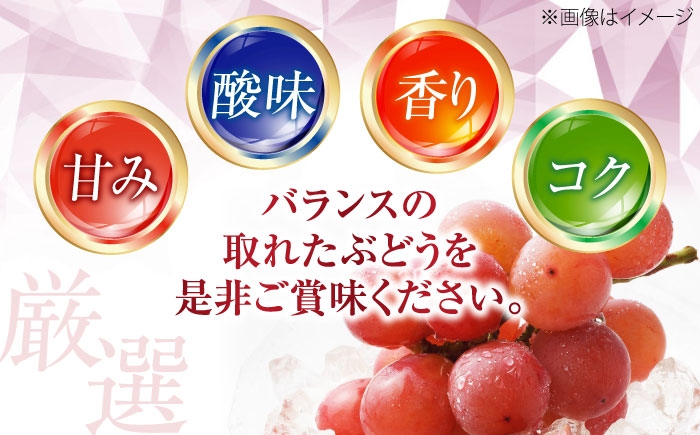 赤ブドウ ぶどう 葡萄 フルーツ 果実 お取り寄せ おすすめ 甘い 種なし 果物 ぶどう ブドウ 葡萄 赤ぶどう コトピー