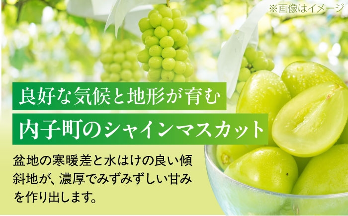 シャインマスカット しゃいんますかっと シャイン マスカット ますかっと Shine Muscat 秀品 3～5房 皮ごと