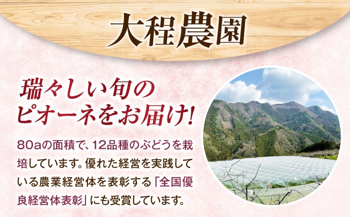 フルーツ 果物 くだもの 食品 人気 おすすめ 送料無料 ピオーネ 葡萄 ブドウ 種無し たねなし ぶどう ブドウ 葡萄