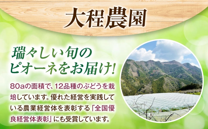 フルーツ 果物 くだもの 食品 人気 おすすめ 送料無料 シャインマスカット マスカット ますかっと ぶどう ブドウ 葡萄