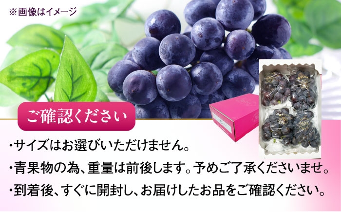 ブドウ 美味しい ぶどう ピオーネ 大人気 葡萄 愛媛県 葡萄 新鮮 旬 フルーツ 果物 食品 葡萄 新鮮ぴおーね 種なし