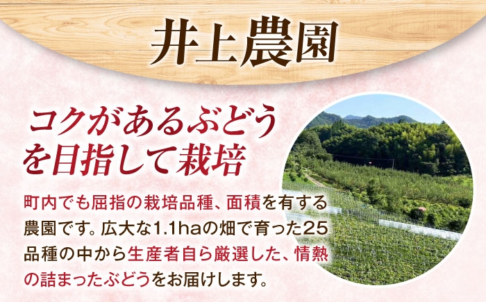 赤ブドウ ぶどう 葡萄 フルーツ 果実 お取り寄せ おすすめ 甘い 種なし 果物 ぶどう ブドウ 葡萄 赤ぶどう コトピー