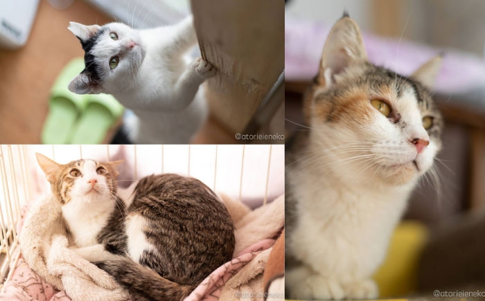 保護猫 猫好き 雑貨 ねこモチーフ 癒しグッズ 動物保護 支援活動 プレゼント 贈り物 猫雑貨 保護活動 里親応援 ギフトセット