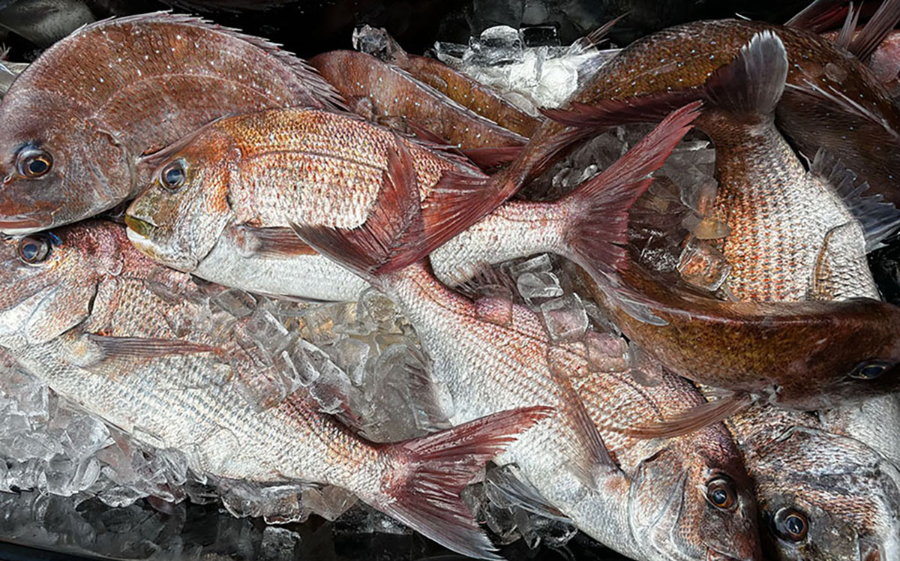 南伊勢・迫浦で育つ“お墨付き鯛