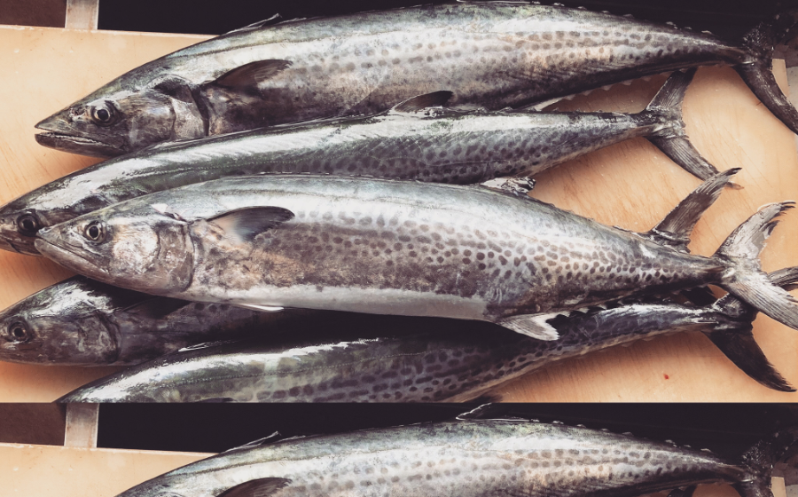 鳥羽産の旬のサワラ