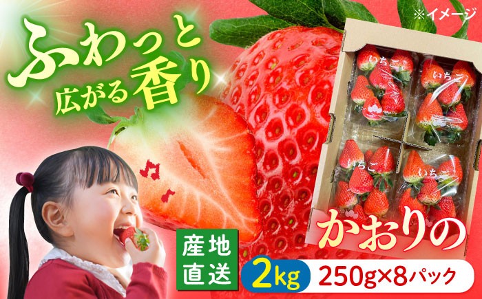 いちご イチゴ 苺 フルーツ 果物 イチゴ イチゴ 苺 ichigo strawberry ストロベリー フルーツ 果物