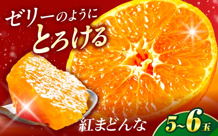 柑橘 蜜柑 みかん ミカン 紅まどんな 甘い 箱 1箱 愛媛 贈答 贈答用