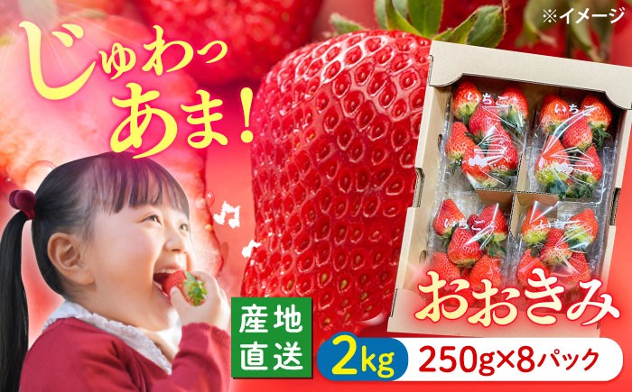 いちご 約2kg 苺 イチゴ