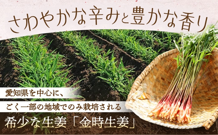 旬の金時生姜！瑞々しく、爽やかな香りと辛味をお楽しみいただけます！