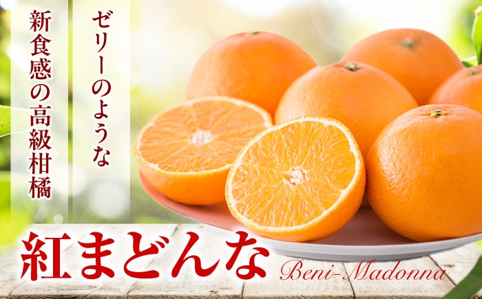 柑橘 蜜柑 みかん ミカン 紅まどんな 甘い 箱 1箱 愛媛 贈答 贈答用