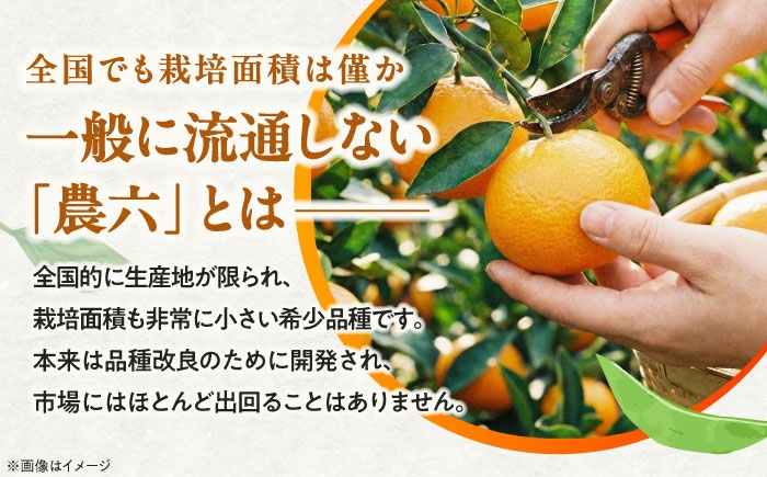 柑橘 蜜柑 みかん ミカン みかんジュース とべ農六柑 5kg 小玉 愛媛 贈答