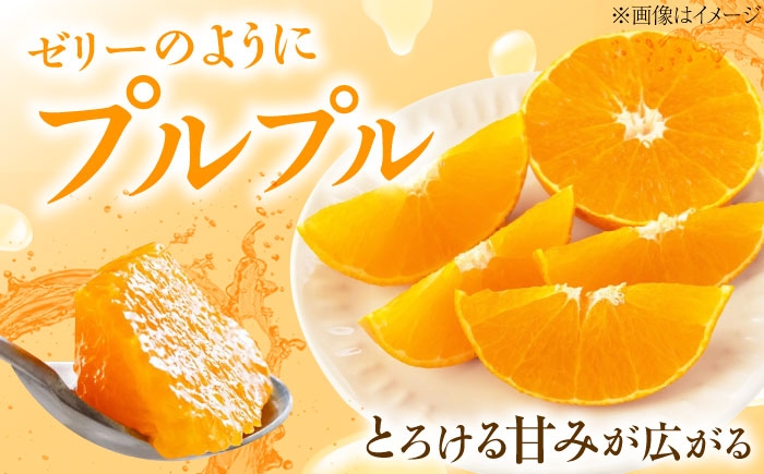柑橘 愛果28号 訳あり 訳アリ 5kg キズあり サイズいろいろ　愛媛