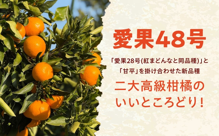 柑橘 蜜柑 みかん ミカン 愛果48号 訳あり 訳アリ 3kg 小玉 愛媛